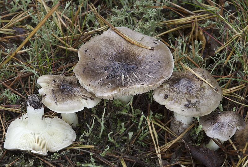 Tricholoma portentosum